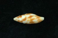 藏品( 塊斑筆螺)的圖片